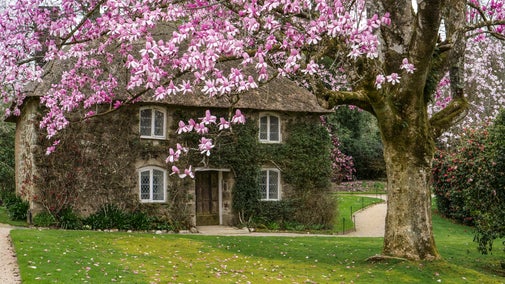 A view underneath a large pink magnolia in bloom to the small thatched cottage behind it. The lawn beneath the tree is trimmed and well manicured while the cottage is covered in foliage climbing up the walls.